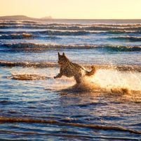 Cala granadella perros